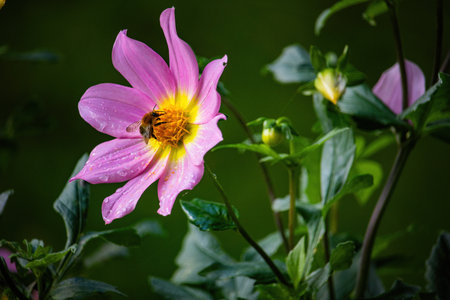 colorful autumn flowers in the public parkの写真素材