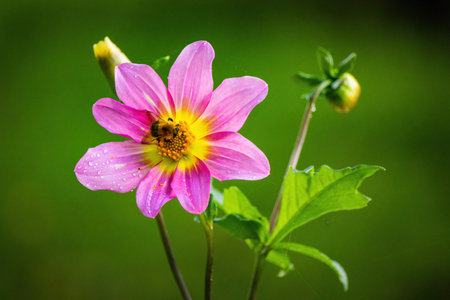 colorful flowersの写真素材