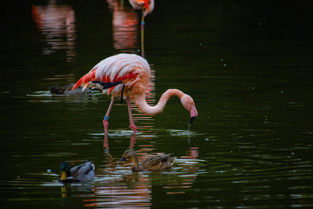 Pink flamingos on a pond in park, water birds.の写真素材