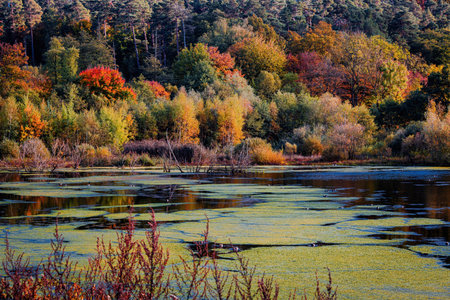 Fall trees landscape in vibrant colors, Autumn season.
