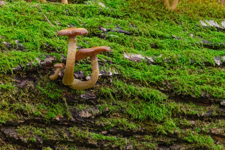 wild brown mushrooms growing in forestの写真素材