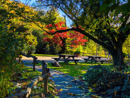 Fall trees landscape in vibrant colors, Autumn season.の写真素材