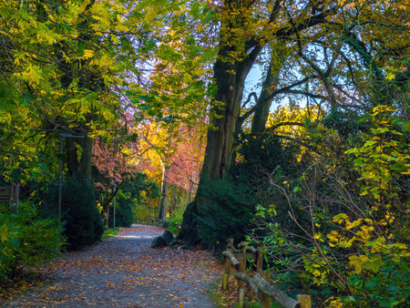 Fall trees landscape in vibrant colors, Autumn season.の写真素材
