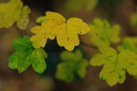 Fall trees landscape in vibrant colors, Autumn season.の写真素材