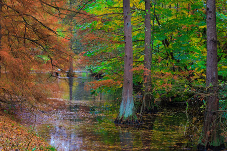 Fall trees landscape in vibrant colors, Autumn season.の写真素材