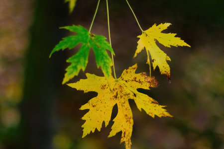 Fall trees landscape in vibrant colors, Autumn season.の写真素材