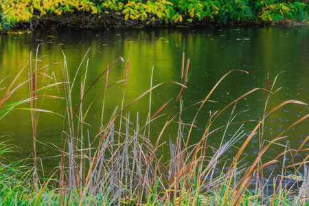 Fall trees landscape in vibrant colors, Autumn season.の写真素材