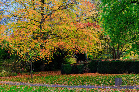 Fall trees landscape in vibrant colors, Autumn season.の写真素材