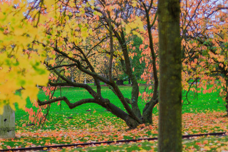 Fall trees landscape in vibrant colors, Autumn season.の写真素材