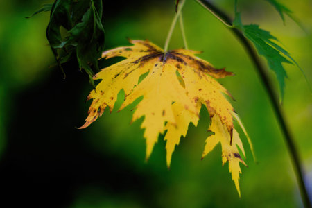 Fall trees landscape in vibrant colors, Autumn season.