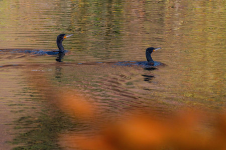 Double-crested cormorant fishing in natural habitat