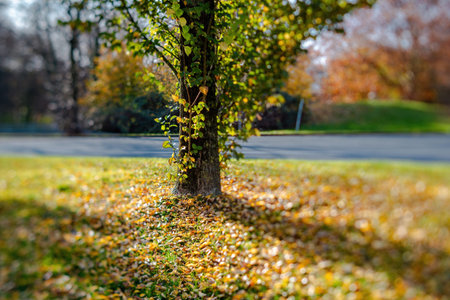 Fall trees landscape in vibrant colors, Autumn season.