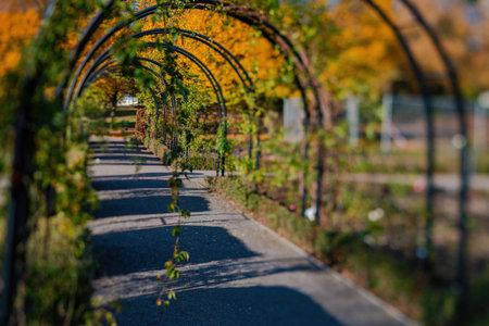 Fall trees landscape in vibrant colors, Autumn season.の写真素材