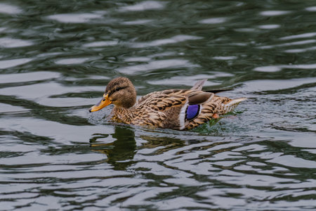 wild duck swimming in pondの写真素材