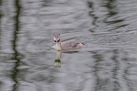 Great crested grebe in its natural habitat swimming in lake. water birds.