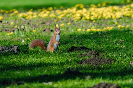 A squirrel is sitting on the ground in a grassy area. The squirrel is brown and has a bushy tail