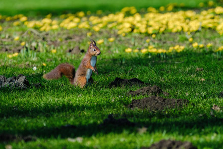 A squirrel is sitting on the ground in a grassy area. The squirrel is brown and has a bushy tail