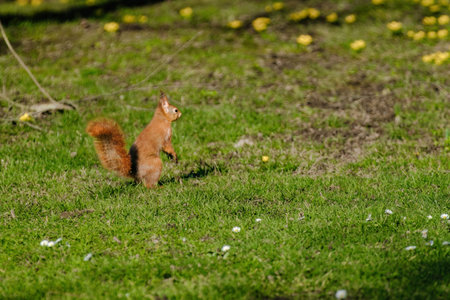 A squirrel is sitting on the ground in a grassy area. The squirrel is brown and has a bushy tail