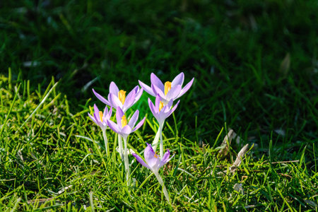 A meadow filled with purple Crocuses