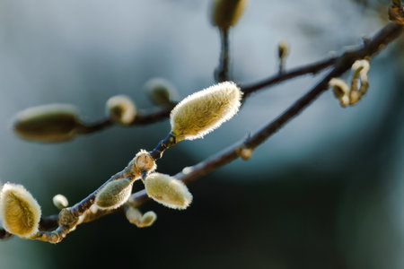 blossom tree branch, buds in springの写真素材