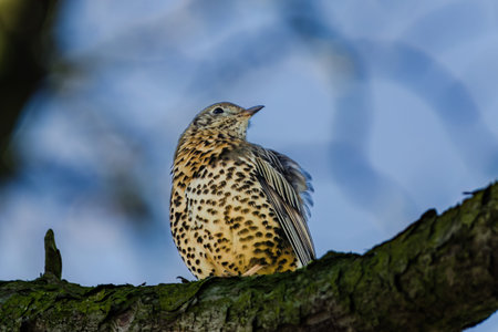 Mistle Thrush, Turdus viscivorus, sitting on the branch
