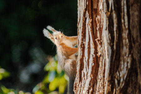 A squirrel is sitting on a tree branch. The branch is covered in moss. The squirrel is looking at the cameraの写真素材