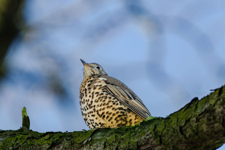 Mistle Thrush, Turdus viscivorus, sitting on the branch