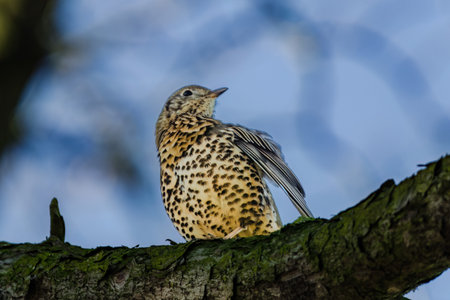 Mistle Thrush, Turdus viscivorus, sitting on the branch