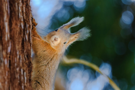 A squirrel is sitting on a tree branch. The branch is covered in moss. The squirrel is looking at...