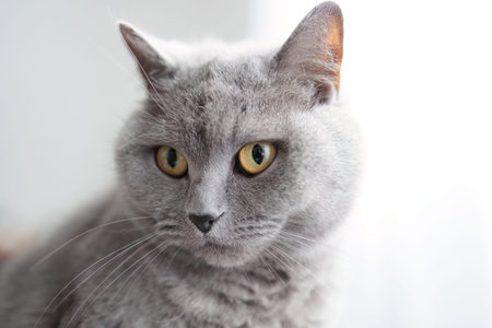 A grey cat with yellow eyes stares at the camera. The cat's fur is long and fluffy, giving it a soft...