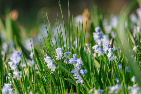 Seasonal spring flowers from garden in nature