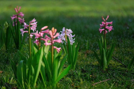 Seasonal spring flowers from garden in nature
