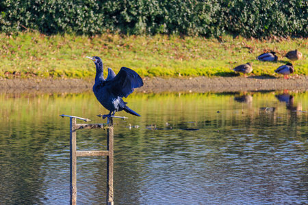The great cormorant, Phalacrocorax carbo, known as the great black cormorant, in a river