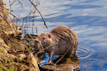 Nutria or Coypu (Myocastor coypus) in nature
