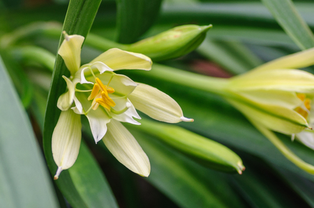 White flowers with green leaves on backgroundの写真素材