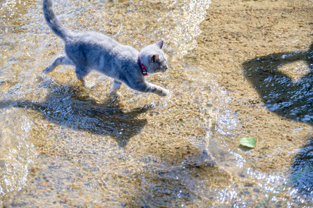 Lovely kitten walking along the lakeの写真素材