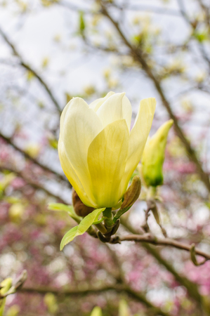 Yellow Magnolia Butterflies. Branches on natural backgroundの写真素材