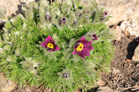 Violet Pulsatilla in steppe of Altai, Siberia. Russia