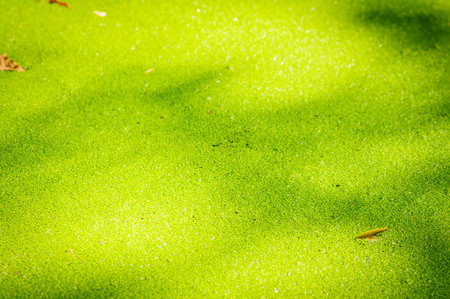 Green duckweed on water in the lake