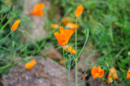 Close up of California Poppies Eschscholzia californicaの写真素材