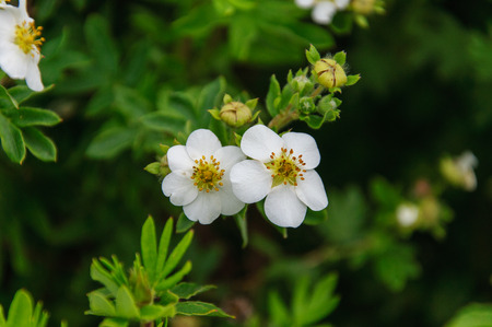Two white rose hips flower in the cloudy dayの写真素材