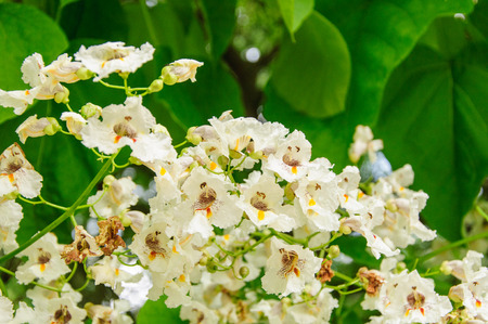 Tree with large white flowers Catalpa Bignonioidesの写真素材