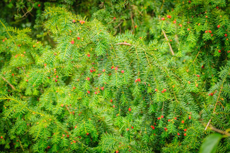 European yew Taxus baccata is a conifer native to western, central and southern Europe, northwest...