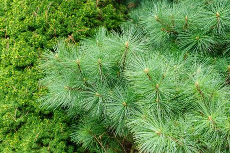Background of green coniferous tree branches with short and long needlesの写真素材
