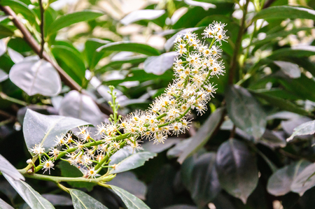 Branch of bay laurel in bloom in springの写真素材