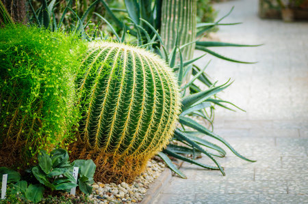 Big green cactus with large needles in a brown pot near the path.