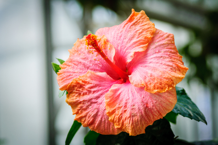 Red hibiscus flower on a natural background. Front viewの写真素材