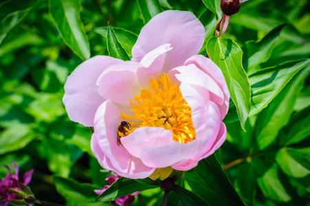Pink flower of the peony and bee closeup at selective focusの写真素材
