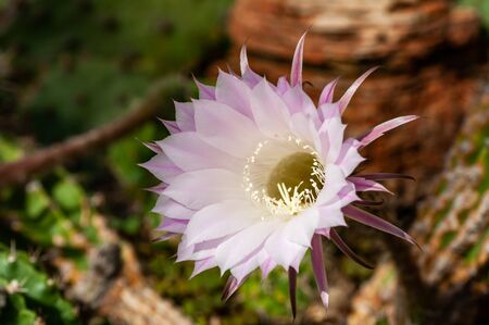 a stunning bright white tender echinopsis spiky cactus flower isolated on white, a natural wonder.の写真素材