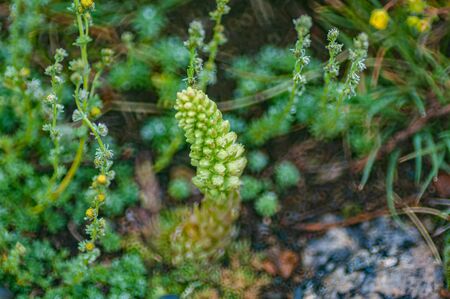 Sempervivum x barbulatum.Hen and Chicks, Houseleek. Crassulaceae, Sedoideae, Sedeae, Sedinae, Sempervivum. Spring, summer floweringの写真素材